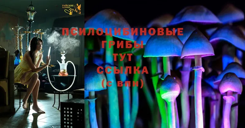 Псилоцибиновые грибы Psilocybine cubensis  купить  цена  Куса 